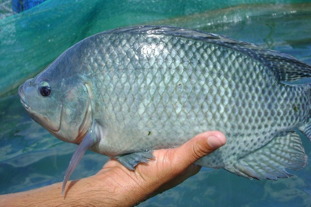 Perbedaan Ikan Nila Dan Mujair Sering Bikin Bingung
