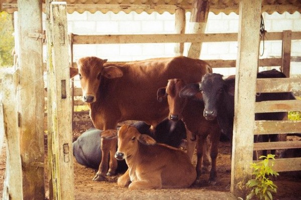 5 Fakta Manten Sapi, Tradisi Menjelang Idul Adha di Pasuruan