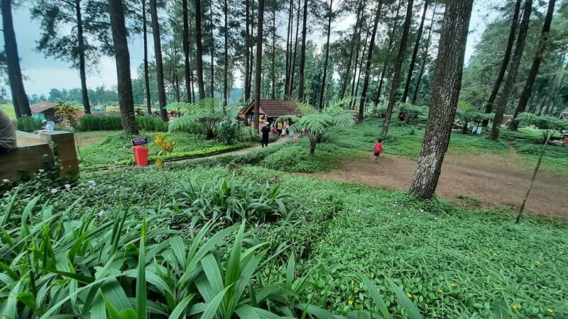 Wisata Hutan Pinus Limpakuwus Banyumas