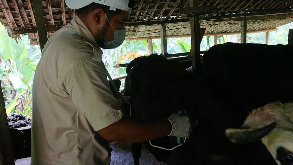 Ribuan Ekor Sapi di Tulungagung Mulai Disuntik Vaksin PMK