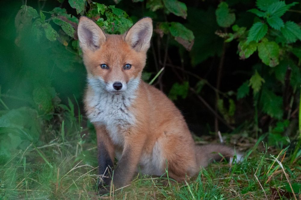 Vet foxes. Cunning as a Fox.