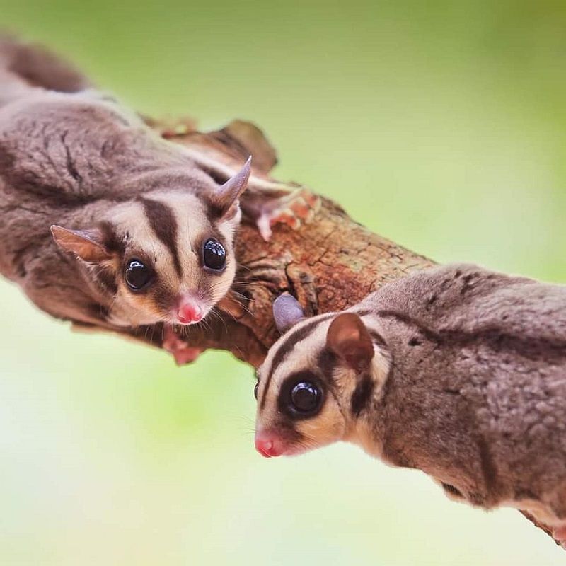 Sugar gliders in spanish