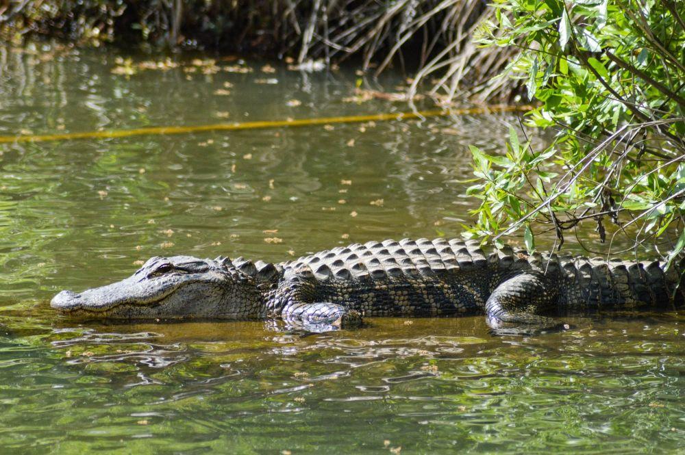 Buaya 3 Meter Teror Warga di Sungai Rambang Akhirnya Ditangkap