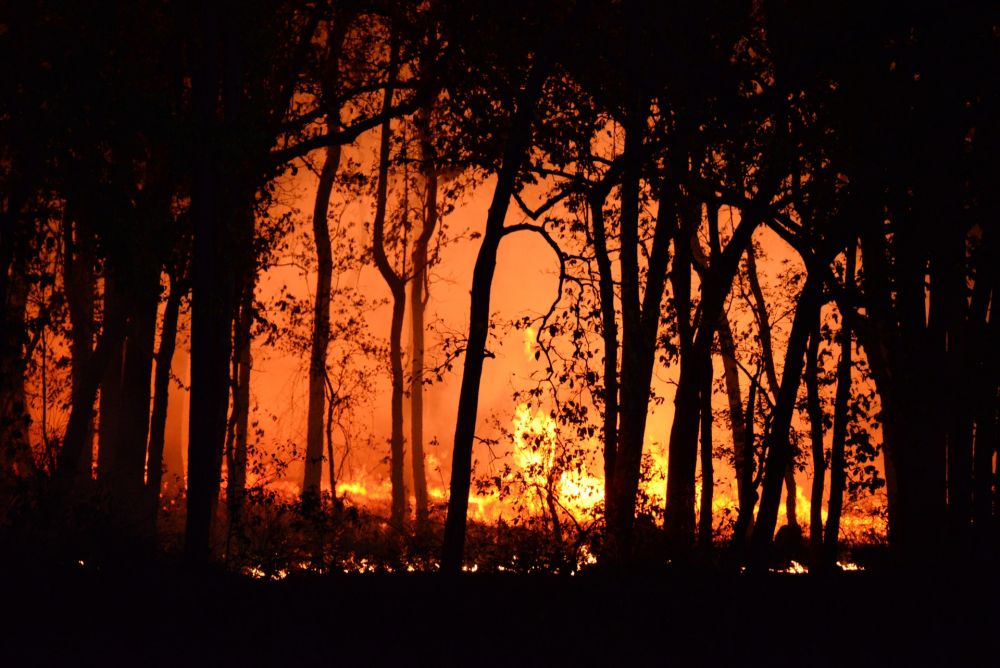 Hutan Jati Milik Perhutani di Gunungkidul Terbakar