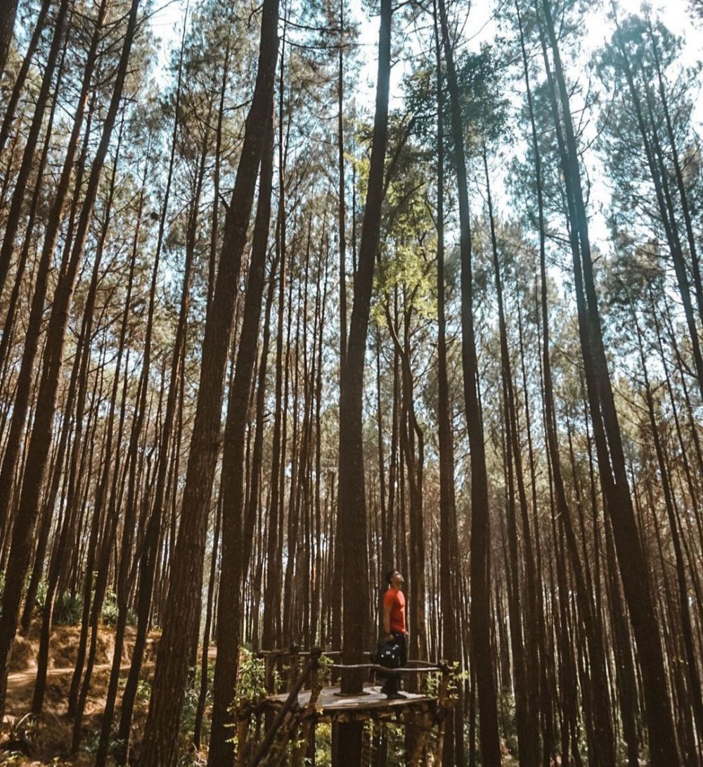 Potret Hutan Pinus Yang Indah Wisatahits