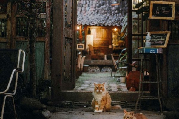 5 Kafe di Jogja yang Pet-Friendly, Nyaman buat Anabul!
