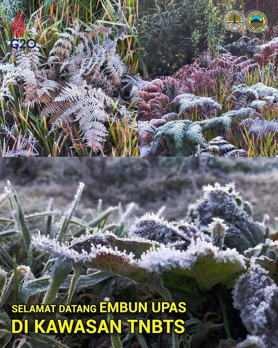 Fenomena Frost Kembali Muncul di Gunung Bromo
