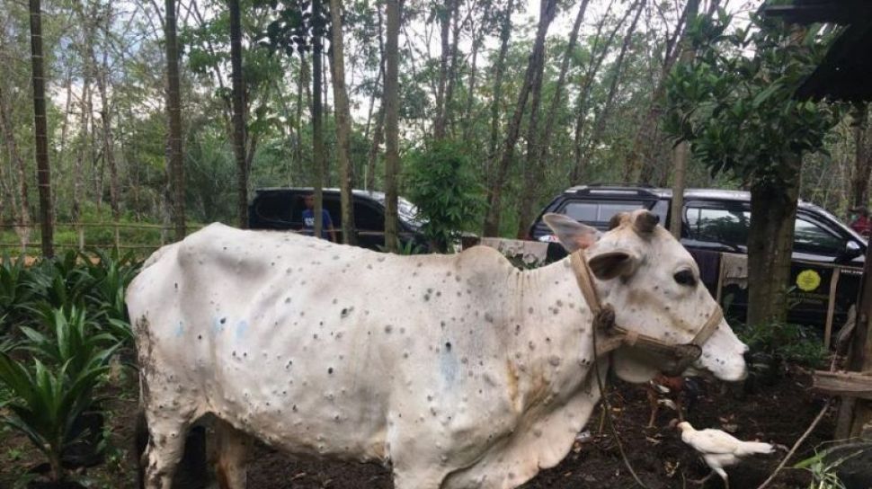 Pemprov Kaltim Setop Sementara Pengiriman Sapi dari Pulau Jawa