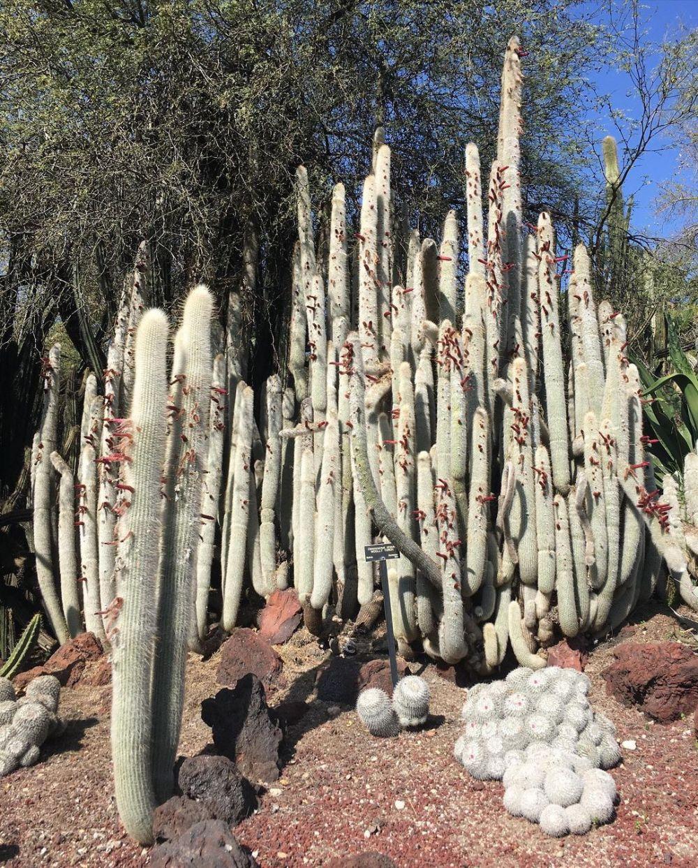 9 Fakta dan Cara Perawatan Silver Torch Cactus yang Wajib Ka