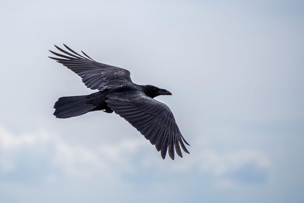 7 Fakta Burung Gagak, Unggas Unik yang Cerdas dan Solid