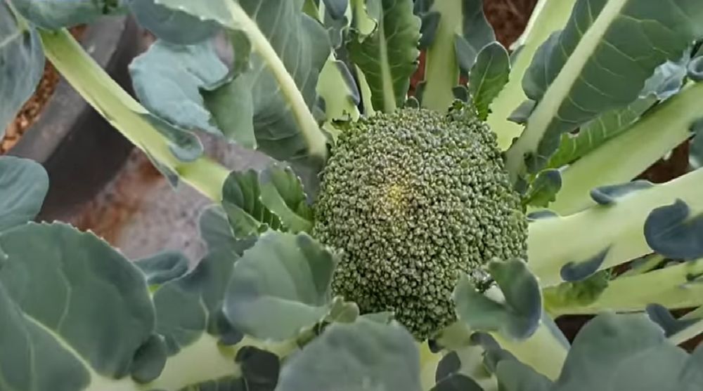 5 Cara Menanam Brokoli dari Benih, Cukupi Kebutuhan Nutrisimu