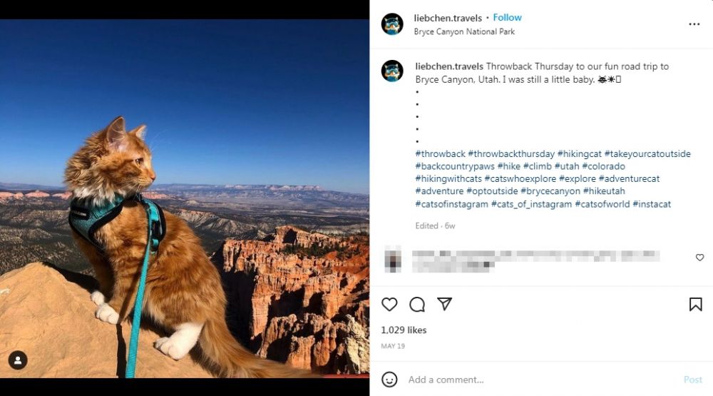 5 Kucing Suka Berpetualang dan Favorit Netizen di Instagram