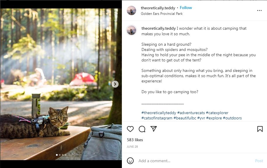 5 Kucing Suka Berpetualang dan Favorit Netizen di Instagram
