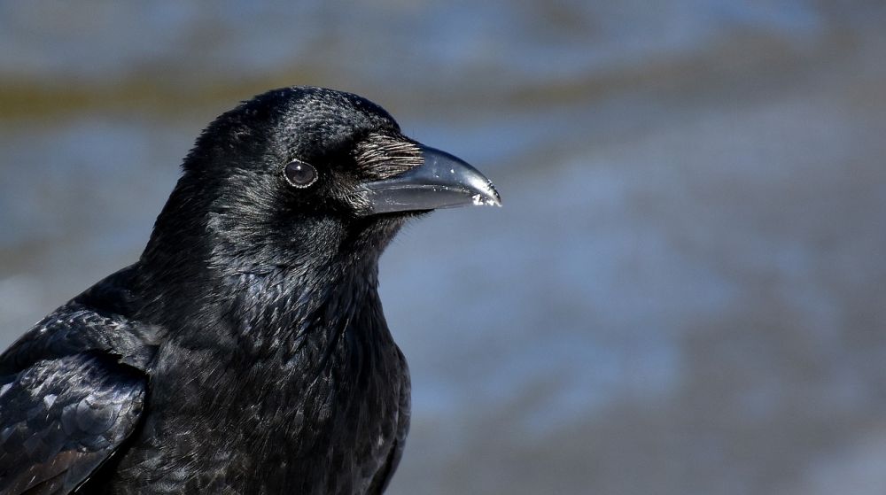 7 Fakta Burung Gagak, Unggas Unik yang Cerdas dan Solid