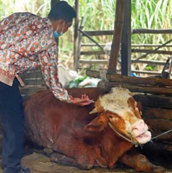 Ratusan Kilogram Daging dari Timor Leste  Dimusnahkan, Kenapa ya?
