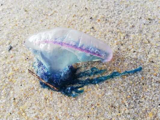 5 Fakta Ubur-ubur Physalia yang Kerap Muncul di Pantai Jogja
