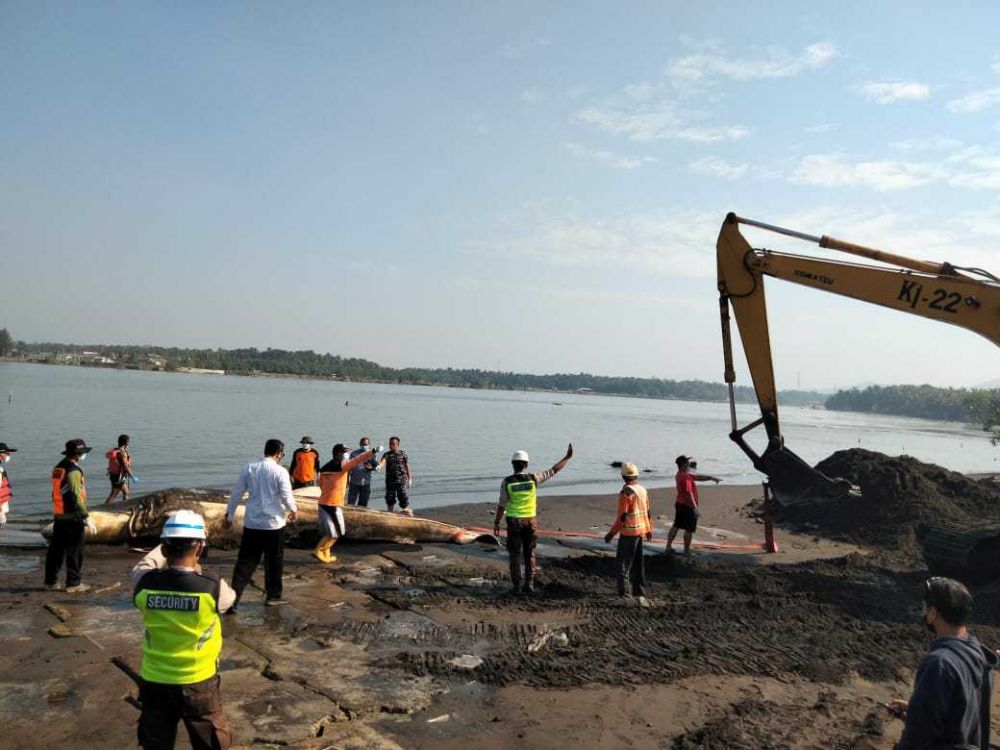 Ikan Hiu Tutul Ditemukan Mati di Muara Sungai Bogowonto