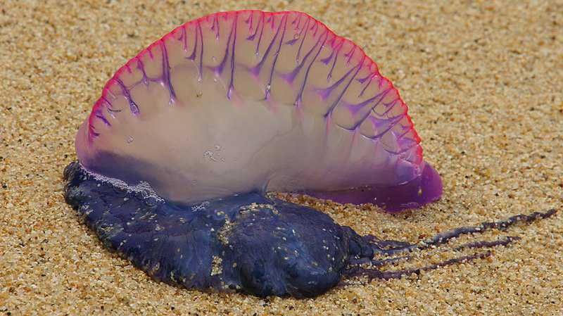 5 Fakta Ubur-ubur Physalia yang Kerap Muncul di Pantai Jogja