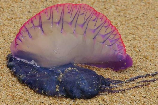 5 Fakta Ubur-ubur Physalia, Sering Muncul di Pantai Jogja