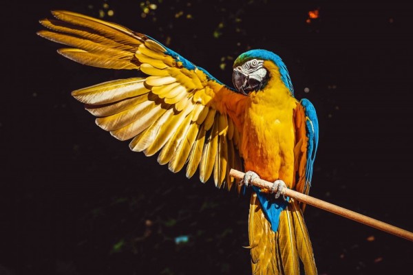 5 Fakta Unik Mengenai Burung Beo, Hewan Favorit Banyak Orang!