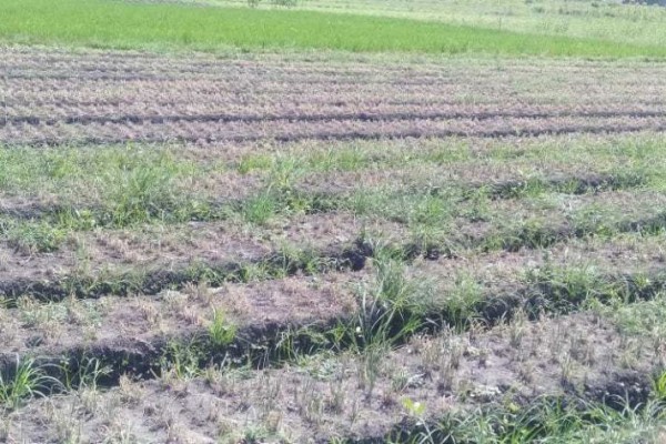 Cuaca Buruk, Petani Bawang Merah di Bantul Rugi Ratusan Juta Rupiah
