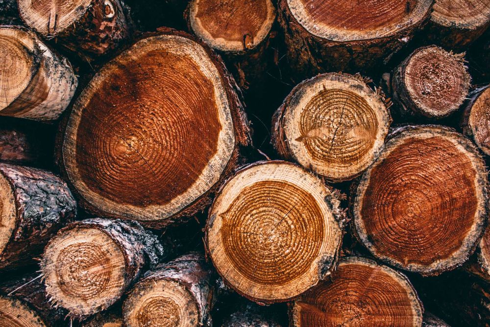 5 Fakta Pohon Jati yang Jarang Diketahui, Jenis Kayu yang Kuat