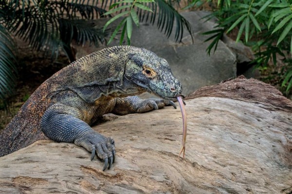 5 Fakta Menarik Mengenai Komodo, Hewan Reptil Purba yang Berbahaya!