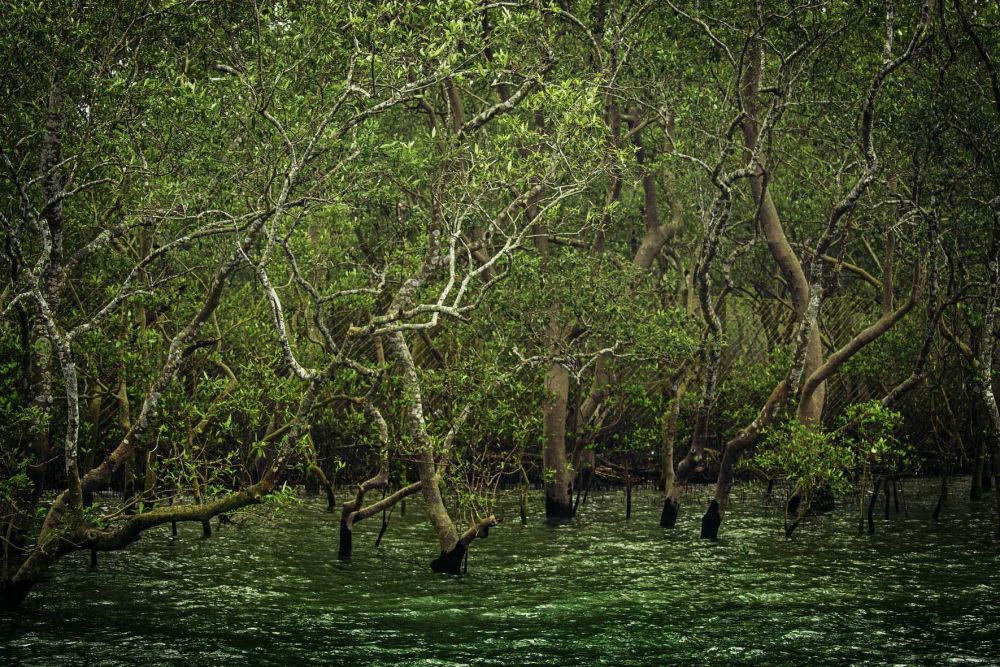 Blibi Tanam 4.000 Mangrove Hasil Konversi Puluhan Ribu Kemasan Kardus
