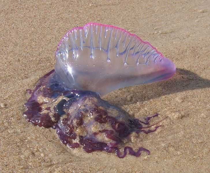 5 Fakta Ubur-ubur Physalia, Kerap Sengat Pengunjung Pantai Jogja