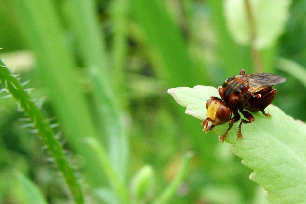 Manfaat Kulit Bawang Bombai untuk Tanaman yang Luar Biasa