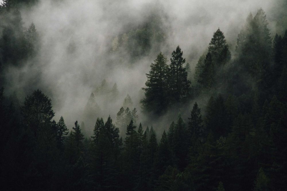 5 Fakta Menarik Seputar Pohon Pinus, Punya Banyak Manfaat!