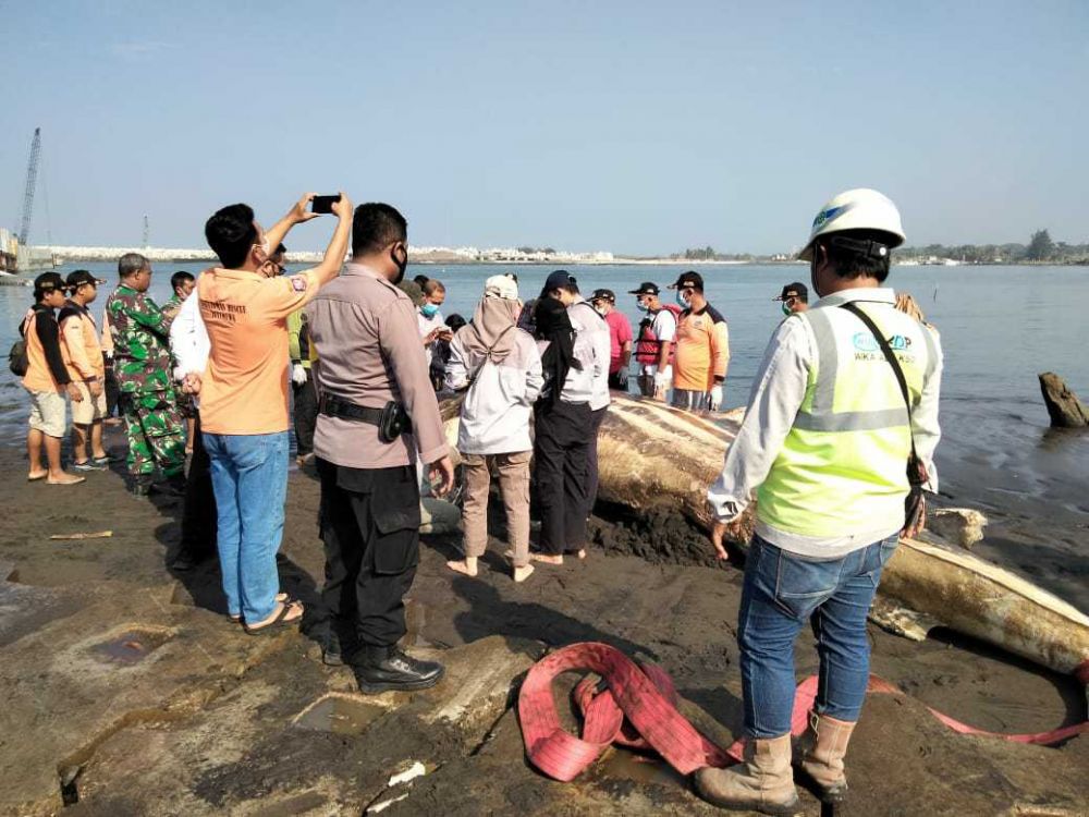 Ikan Hiu Tutul Ditemukan Mati di Muara Sungai Bogowonto