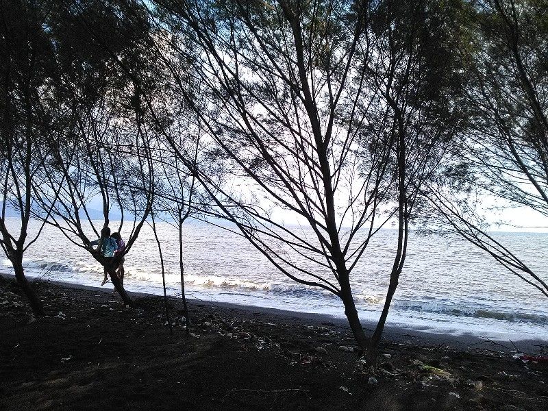 5 Wisata Pantai di Banyuwangi yang Aktif Konservasi Penyu