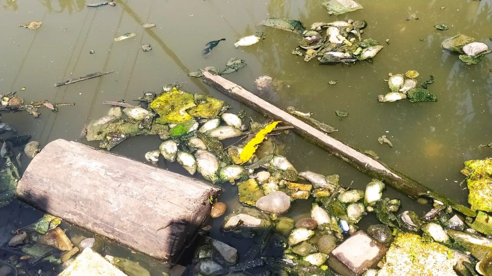 Ribuan Ikan Air Tawar di Sungai Lamongan Mati, Ini Penyebabnya