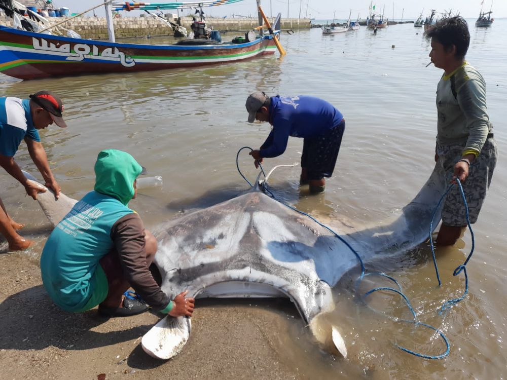 Ikan Pari Dilindungi Mati Tersangkut Jaring Nelayan di Lamongan