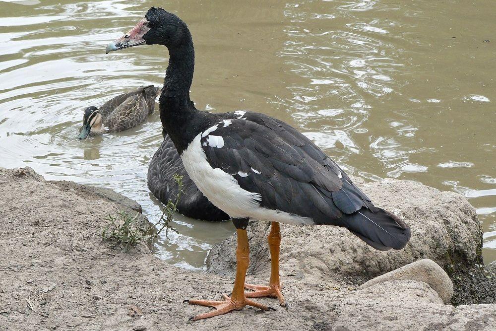 Bukan Angsa, Bukan Bebek, Kenalan dengan Angsa Murai, yuk!