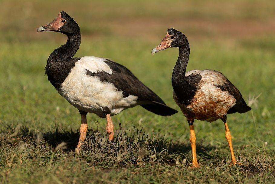 Bukan Angsa, Bukan Bebek, Kenalan dengan Angsa Murai, yuk!