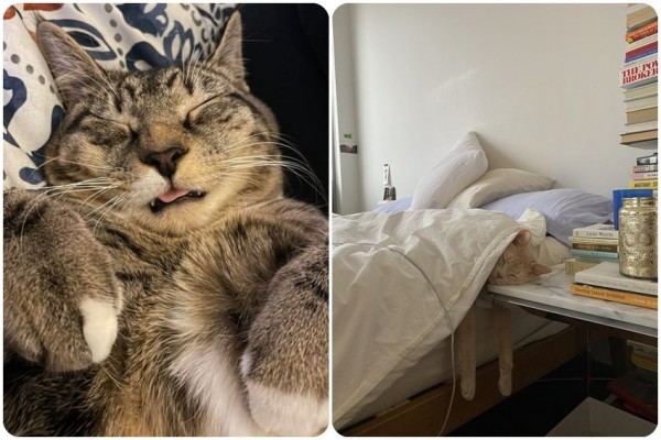 10 Potret Gemas Kucing saat Sedang Tidur Lelap, Lucu Banget!