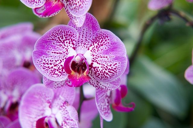 Orchid Forest Cikole: Lokasi, Harga Tiket, Dan Aktivitas