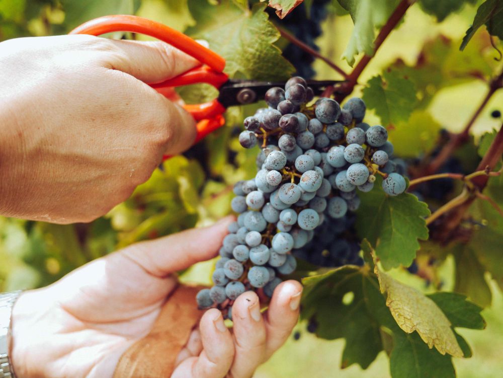5 Cara Menanam Anggur agar Tumbuh Subur dan Berbuah Banyak