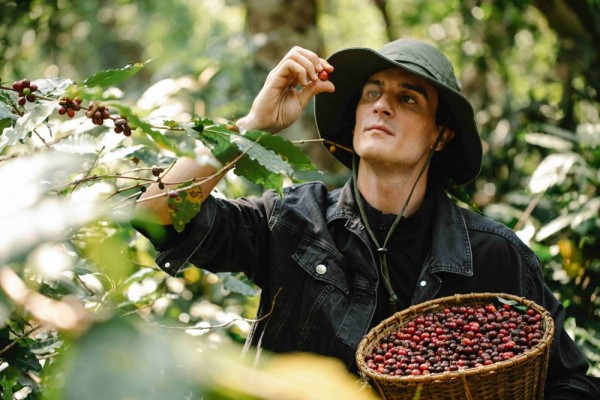 5 Cara Menanam Kopi, Bijinya bisa Diolah jadi Minuman