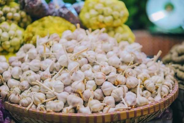 Panen Raya Komoditas Bawang Putih Di Kaki Gunung Rinjani