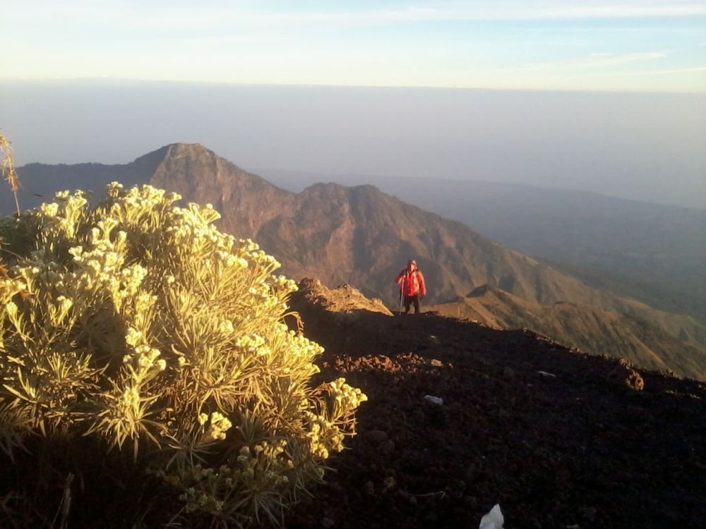 6 Fakta dan Makna Menarik tentang Bunga Edelweiss, Pendaki Wajib Tahu!