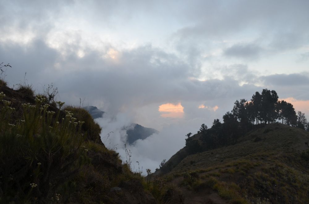 6 Fakta dan Makna Menarik tentang Bunga Edelweiss, Pendaki Wajib Tahu!