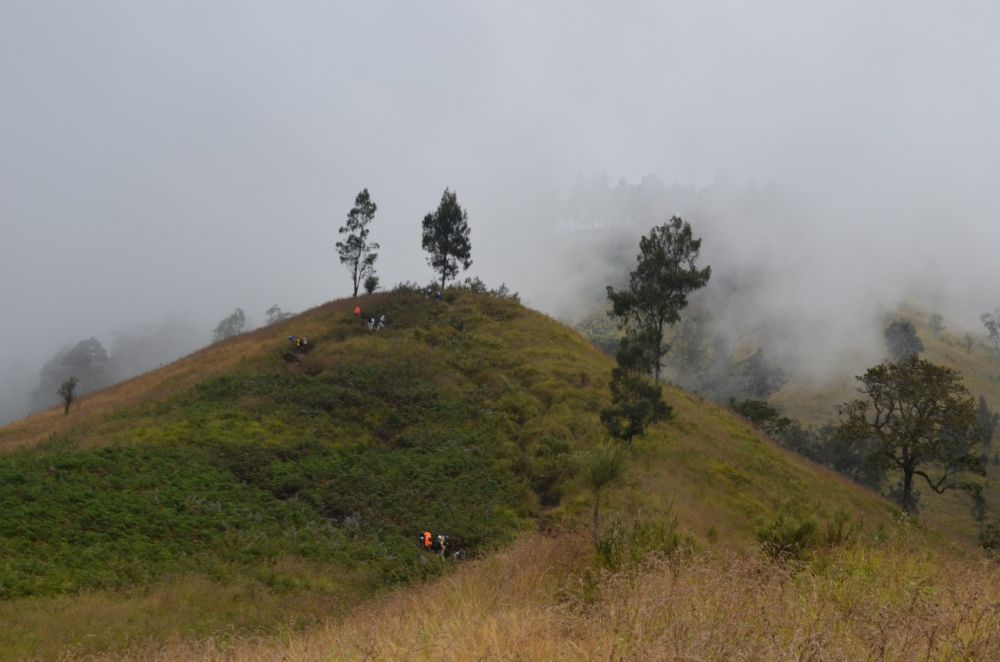 Mengenal Kekayaan Alam Flora Taman Nasional Gunung Rinjani