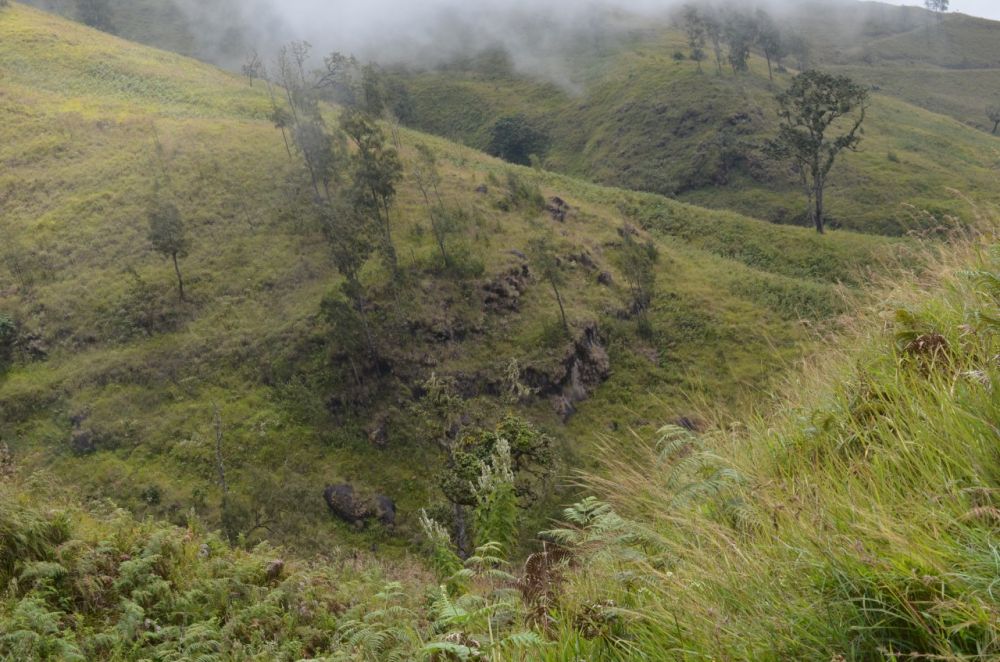 Mengenal Kekayaan Alam Flora Taman Nasional Gunung Rinjani