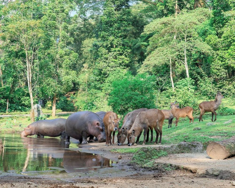 5 Lokasi Wisata Serba Hewan di Puncak Bogor, Liburan Makin Seru