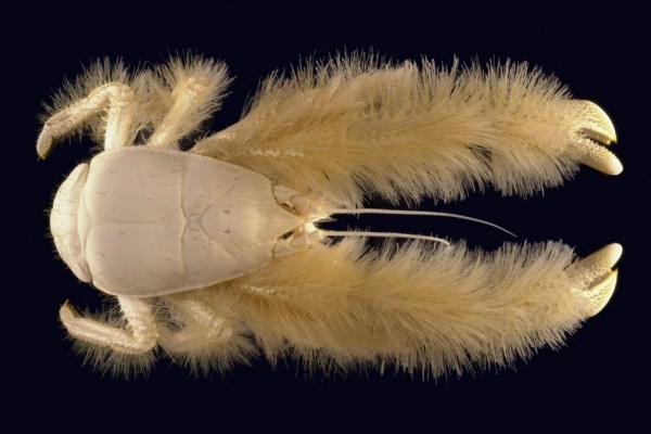 9 Fakta Kepiting Yeti, Hewan Unik yang Menumbuhkan Makanan Sendiri