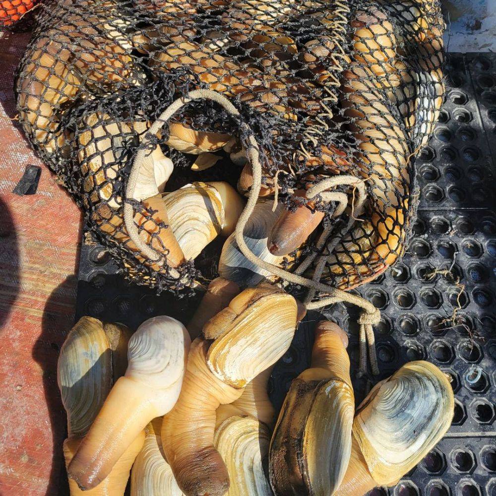 9 Fakta Geoduck Kerang Laut Yang Bikin Gagal Fokus 8018