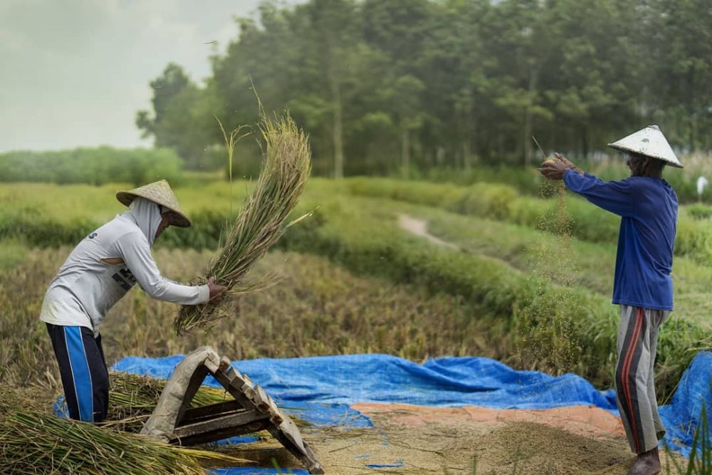 10 Alat Pertanian dalam Bahasa Jawa, Awas Jangan Salah Sebut